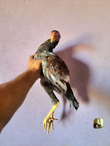 Galinha moura