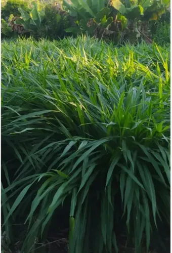 MUDAS DE CAPIM KURUMI 