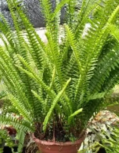 Plantas mudas