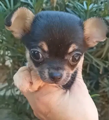 Chihuahua Encanto em Miniatura  Disponível! 