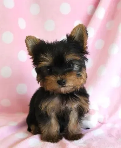 Yorkshire Terrier Puro - Pronto para Novo Lar