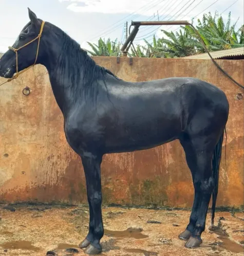 Cavalo mangalarga 
