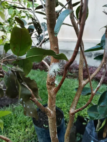 Muda de jabuticaba Híbrida 