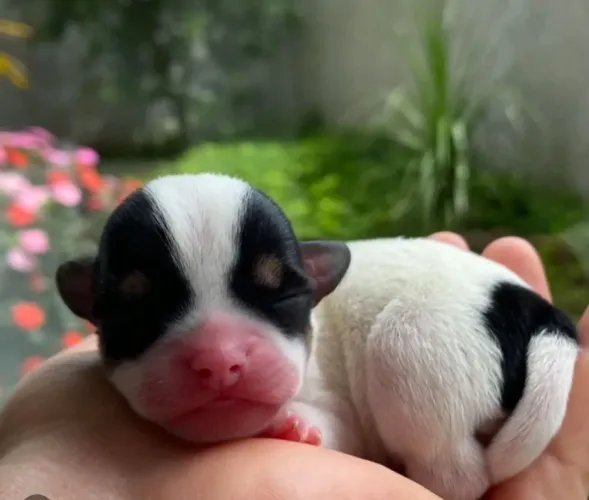 Chihuahua! Reserve o seu!