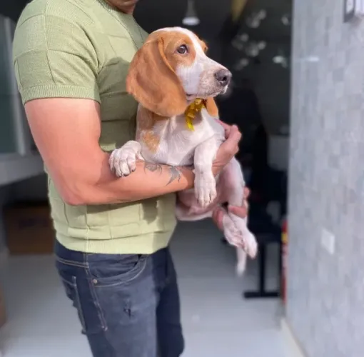 Beagle macho Bicolor com 59 dias vacinado e com pedigree disponível com garantias 