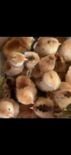 Pintinhos Embrapa 051