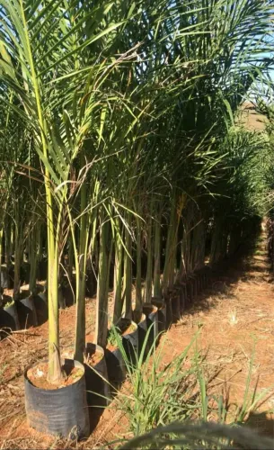 Mudas de Palmeira 1.80 altura