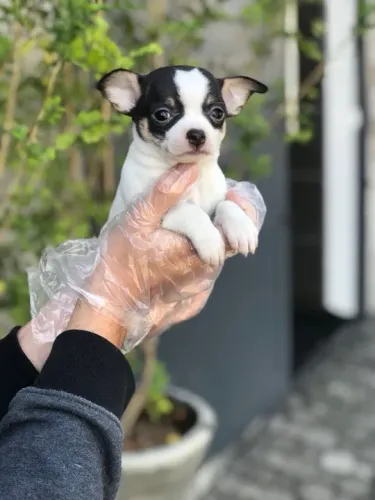 Chihuahua Entregamos no conforto do seu lar
