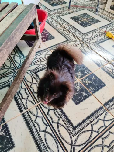 Vendo Spitz alemão macho 1 ano de vida
