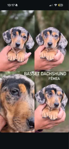 Filhotes salsichinha Basset Dachshund 