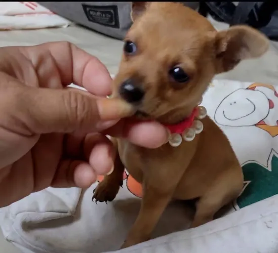 Pinscher zero minis brincalhoes