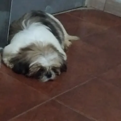 Vendo shih tzu macho com 5 meses dispenso curiosos se quiser entra em contato *