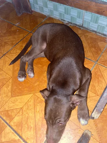 Pitbull com labrador