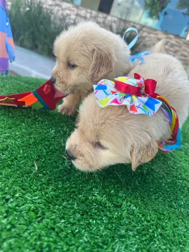 Golden Retriever 