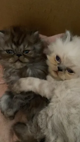 Filhote macho gato persa