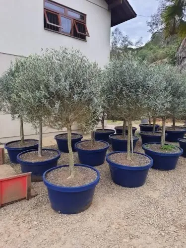 Oliveiras árvore nobre