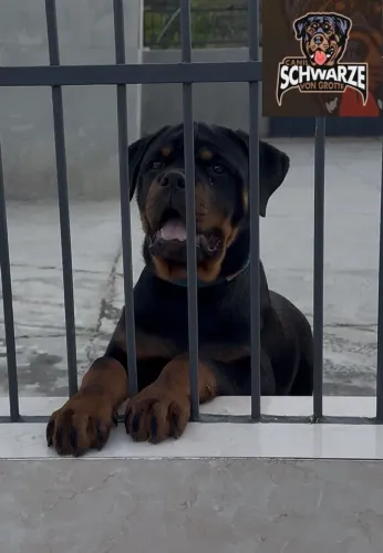 Filhote Macho de Rottweiler - Filho de Campeões 