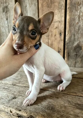 Pinscher Preço Especial Destaque