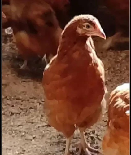 Franguinhas Embrapa 051