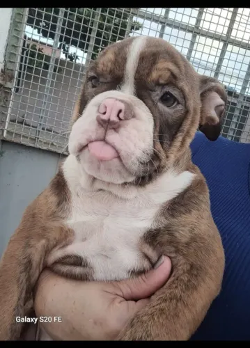 Bulldog Inglês Exótico 