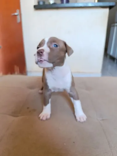 Filhote Pitbull Stanford 