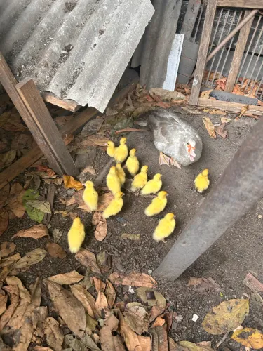 Vende-se patos