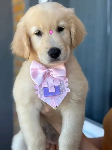 Golden Retriever,Golden Retriever Filhote com Estrutura Perfeita e Jeito Amável
