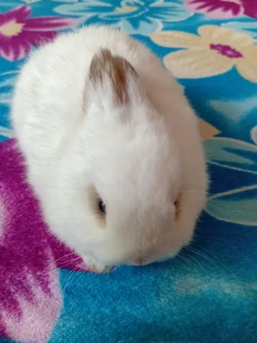 Netherland dwarf machinho