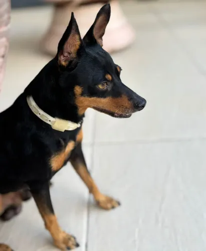 Pinsher disponível para cruzar