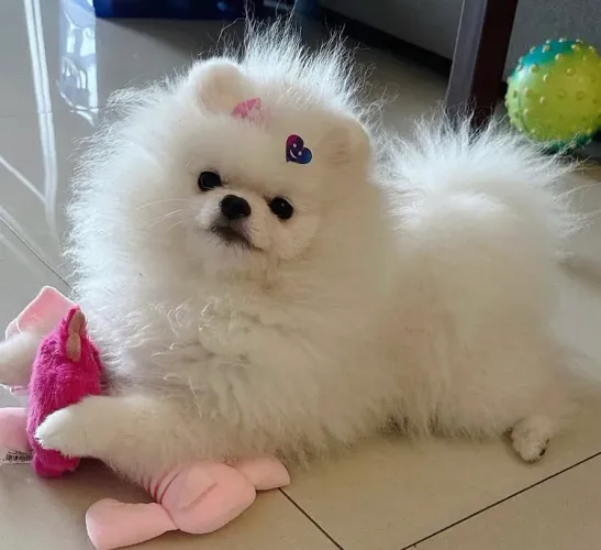 Spitz alemão ( Lulu da pomeranea)
