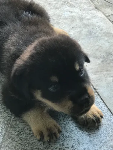 Vendo filho de Rottweiler 