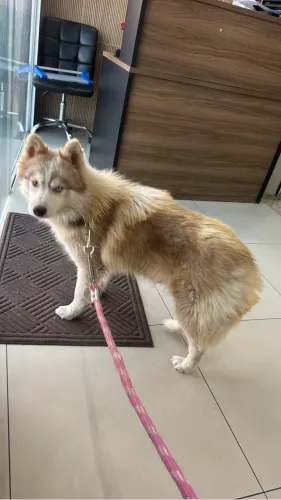 Husky Castrada