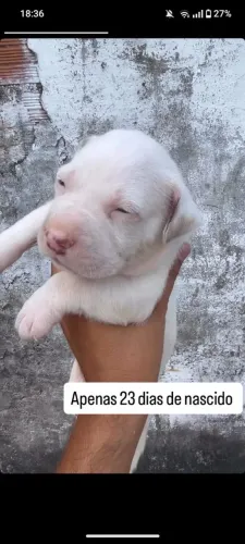 Filhotes de pitbull 