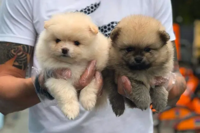 Spitz alemão anao, lindos bebes
