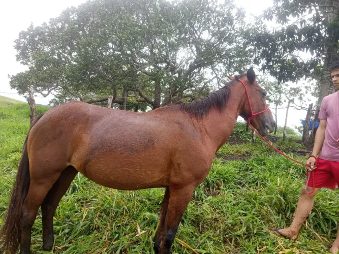 Vendo égua 