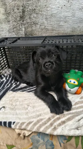 Doação de cachorro 