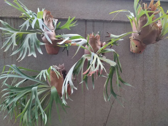 Planta chifre de viado