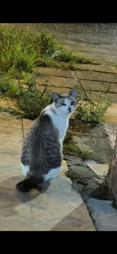 Gata pra doação 