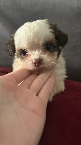 Filhotinhos de Shih-tzu