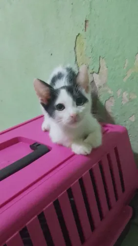 Gatinho filhote para adoção