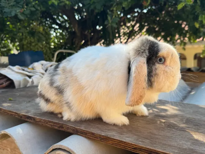 Mini lop uruguaio fêmea