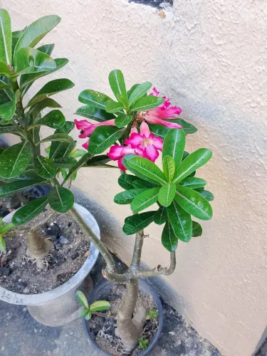 Vendo Rosas do Deserto.