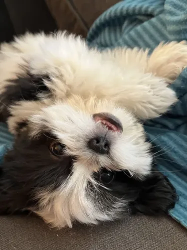 Shih Tzu O amigo perfeito pode estar bem aqui