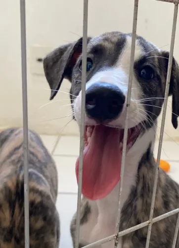 Machos Puros Whippet (Galgo) Disponíveis!