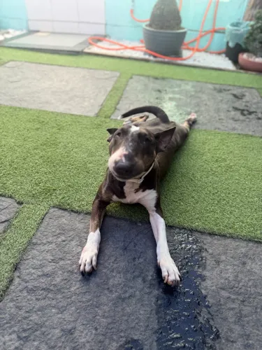 Tenho uma Bullterrier fêmea