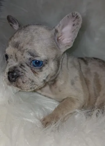 Bulldog Francês | Filhote com olhar cativante