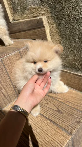 LULU DA POMERANIA