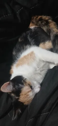 Doa-se Gato e Cachorro.