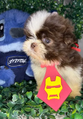 Último Shitzu mini pronta entrega Branco com chocolate