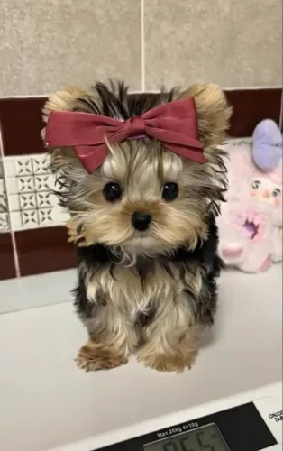 Yorkshire baby face (mini) fêmea disponível 